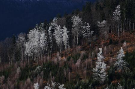 Gozdovi na kamniškem v tednu gozdov 2023 - Gozd prihodnosti (2)